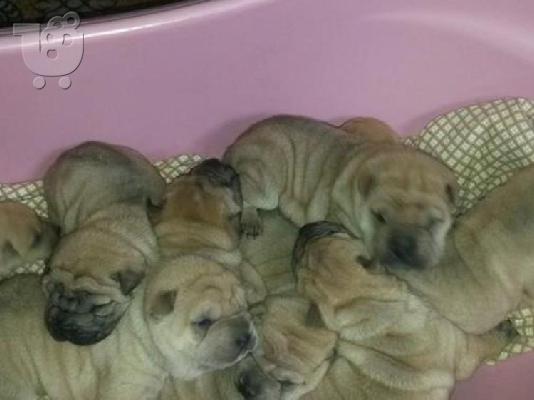 Kαλή τιμή!!!.Πουλάω όμορφα κουτάβια ράτσα SHAR-PEI - Σαρ Πέι- 350 euro...